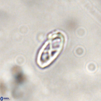 Davidhakania saepes VR 839