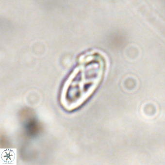 Davidhakania saepes VR 839