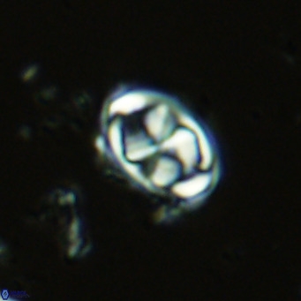 Davidhakania saepes VR 9924