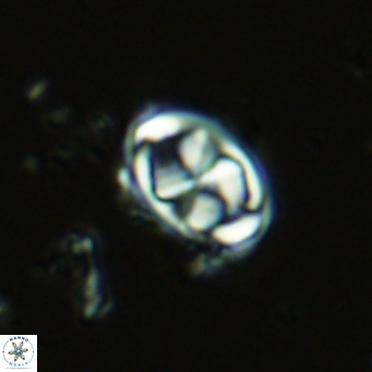 Davidhakania saepes VR 9924