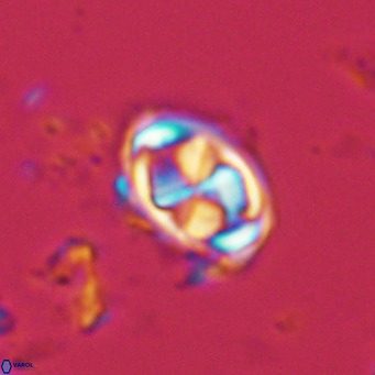 Davidhakania saepes VR 9925