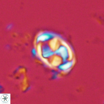 Davidhakania saepes VR 9925
