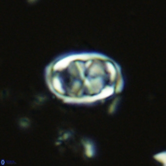 Davidhakania saepes VR 9928