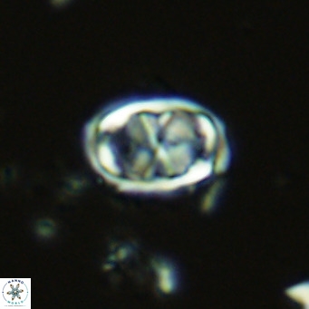 Davidhakania saepes VR 9928