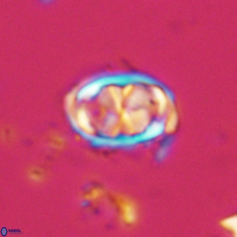 Davidhakania saepes VR 9929