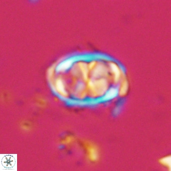 Davidhakania saepes VR 9929