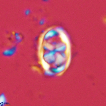 Davidhakania saepes VR 9930