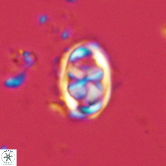 Davidhakania saepes VR 9930