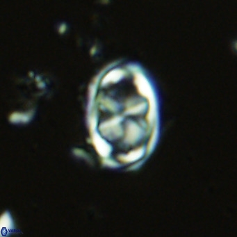 Davidhakania saepes VR 9931