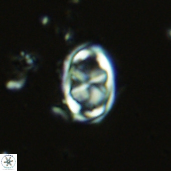 Davidhakania saepes VR 9931