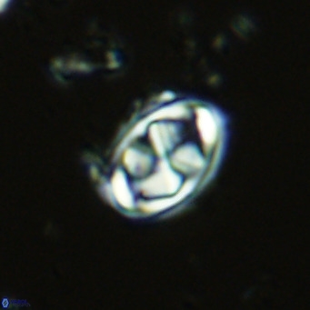 Davidhakania saepes VR 9932