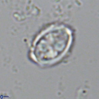 Davidhakania saepes VR 9934
