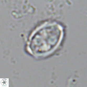Davidhakania saepes VR 9934