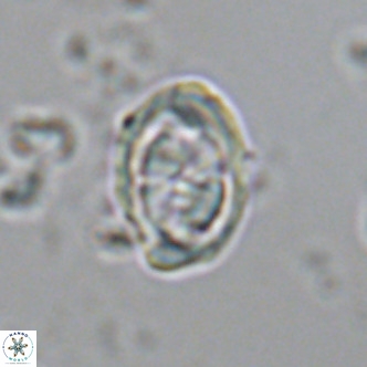 Davidhakania saepes VR 9935