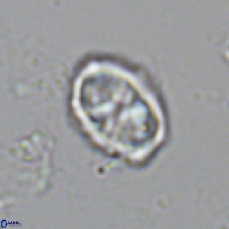 Davidhakania saepes VR 9936