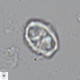 Davidhakania saepes VR 9936