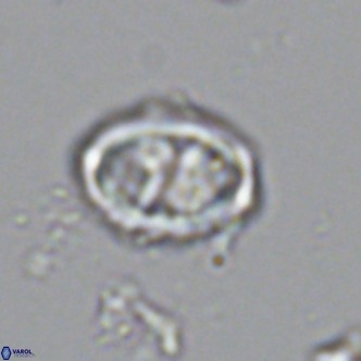 Davidhakania saepes VR 9937