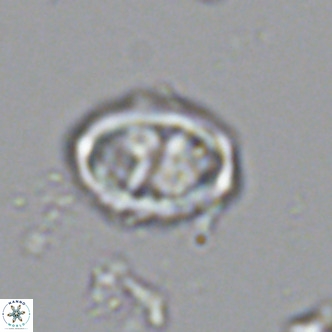 Davidhakania saepes VR 9937