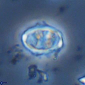 Davidhakania saepes VR 9938