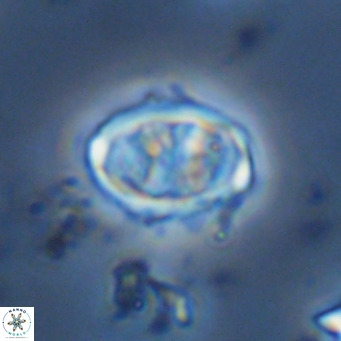 Davidhakania saepes VR 9938