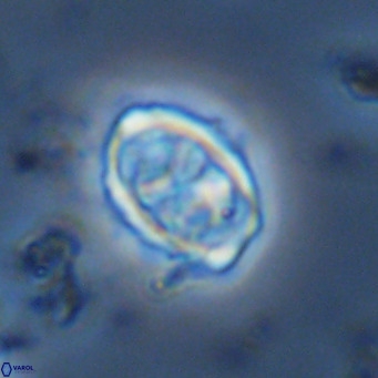 Davidhakania saepes VR 9939
