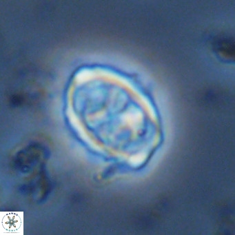 Davidhakania saepes VR 9939