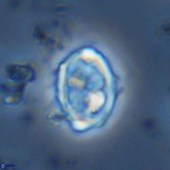 Davidhakania saepes VR 9940