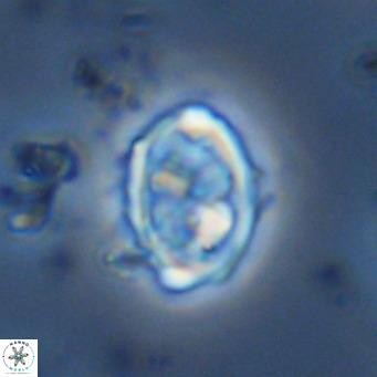 Davidhakania saepes VR 9940