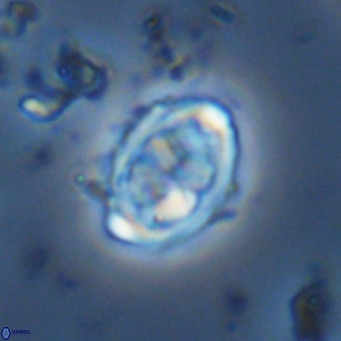 Davidhakania saepes VR 9941