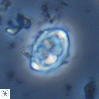 Davidhakania saepes VR 9941