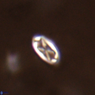 Davidhakania partingtonii VR 1685