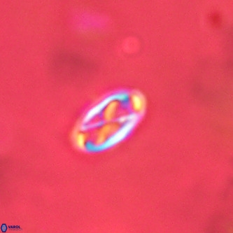 Davidhakania partingtonii VR 1690