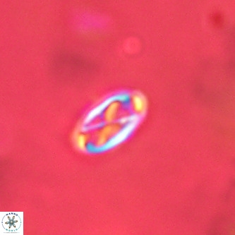 Davidhakania partingtonii VR 1690