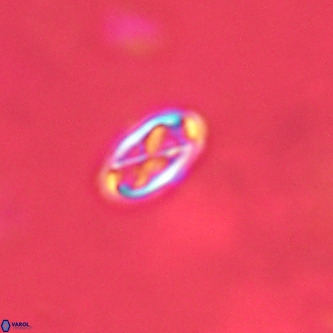 Davidhakania partingtonii VR 1691
