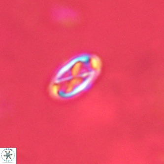 Davidhakania partingtonii VR 1691