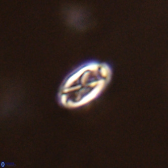 Davidhakania partingtonii VR 1692