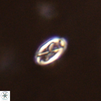 Davidhakania partingtonii VR 1692