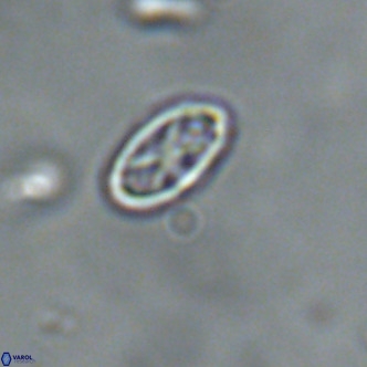Davidhakania partingtonii VR 1694