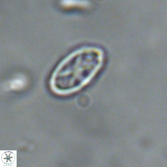 Davidhakania partingtonii VR 1694