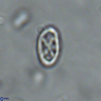Davidhakania partingtonii VR 1695