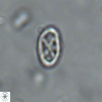 Davidhakania partingtonii VR 1695