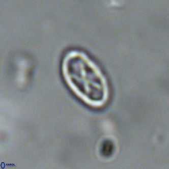 Davidhakania partingtonii VR 1696