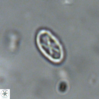 Davidhakania partingtonii VR 1696