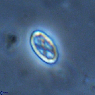 Davidhakania partingtonii VR 1697