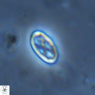 Davidhakania partingtonii VR 1697