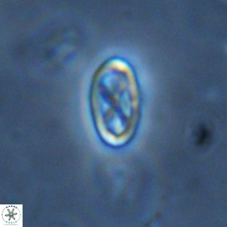 Davidhakania partingtonii VR 1698