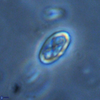 Davidhakania partingtonii VR 1699