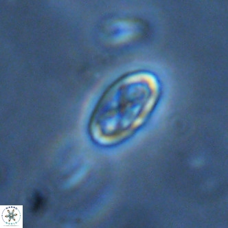 Davidhakania partingtonii VR 1699