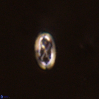 Davidhakania partingtonii VR 1704