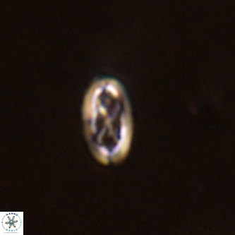 Davidhakania partingtonii VR 1704